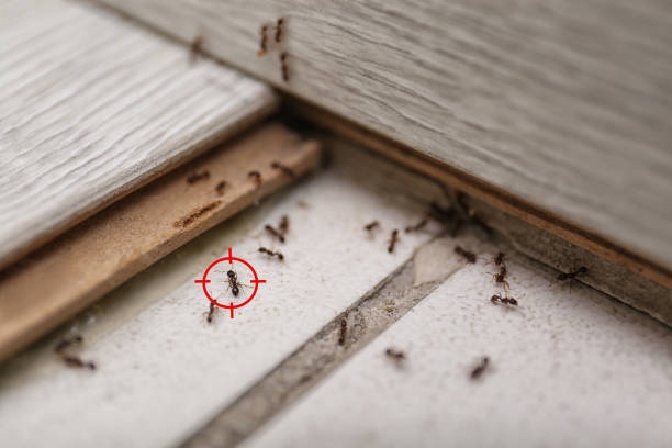Best Pest Removal Services  in Magnolia, TX