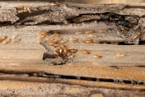 Best Rodent Control Near Me  in Magnolia, TX